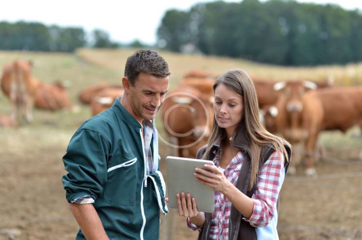 Adjusting Calf Feeding