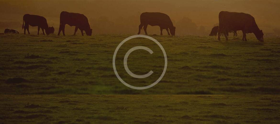 gallery_bg.jpg